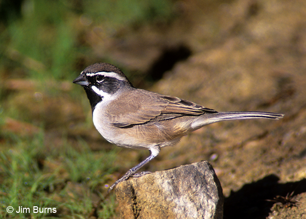 Black-throated Sparrow