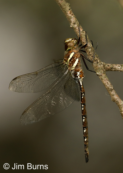 Black-tipped Darner immature male, Lake Co., MN, July 2018--9551