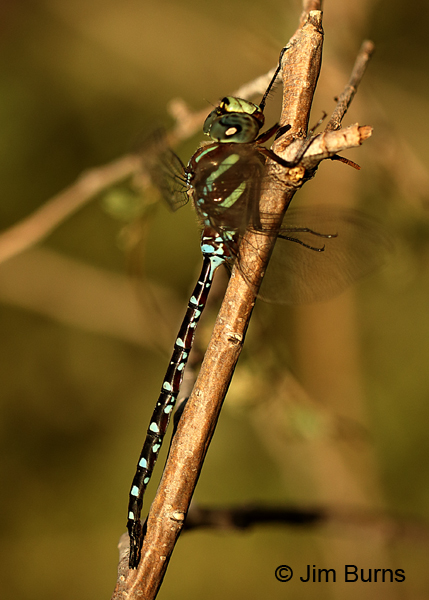 Black-tipped Darner male, Washington Co., MN, September 2016