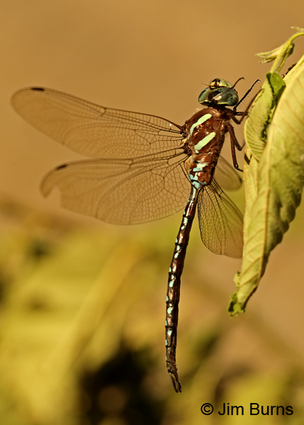 Black-tipped Darner male on leaf, Washington Co., MN, September 2016