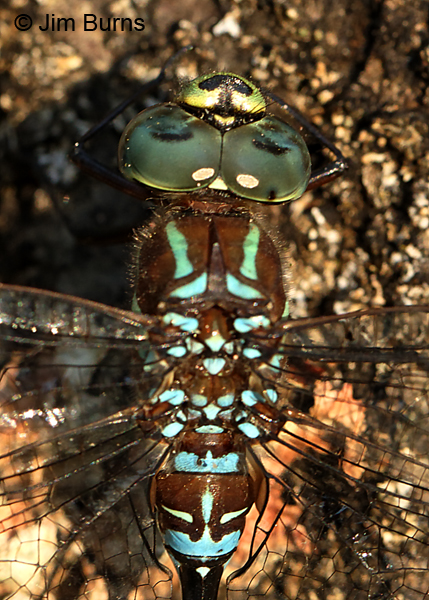 Black-tipped Darner male top shot, Washington Co., MN, September 2016