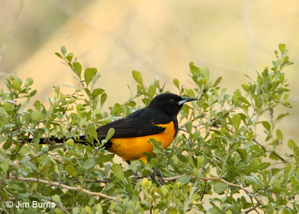 Black-vented Oriole male