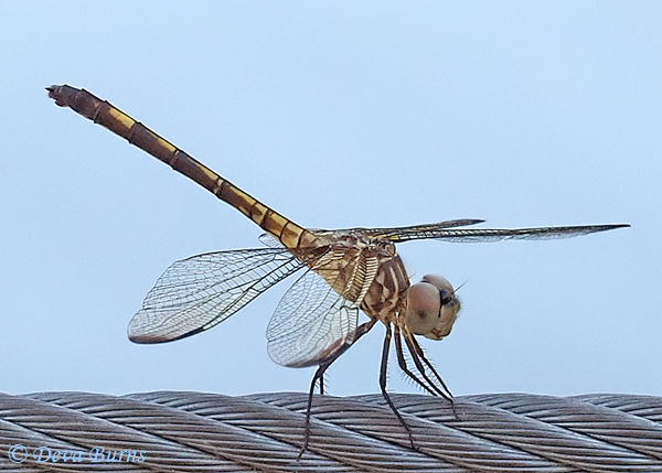 BlackSetwing dark female, Maricopa Co., AZ, August 2019--0042