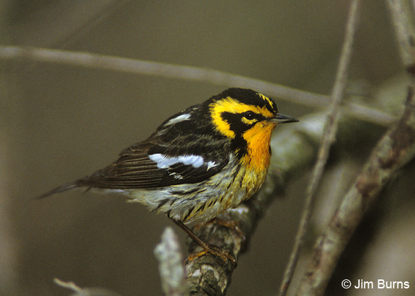 Blackburnian Warbler male after bathing