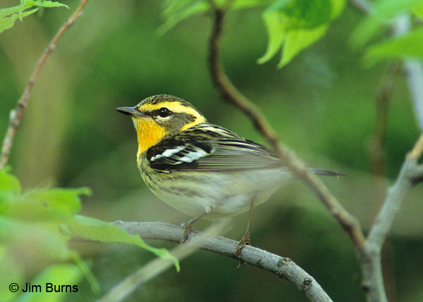 Blackburnian Warbler female