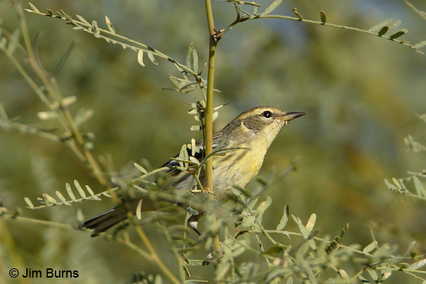 Blackburnian Warbler first fall female