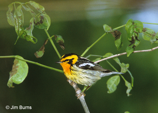 Blackburnian Warblermale