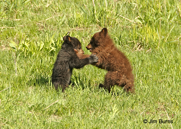 Blackie and Chocolate dancing