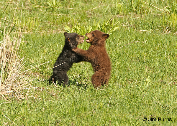 Blackie and Chocolate flopping around