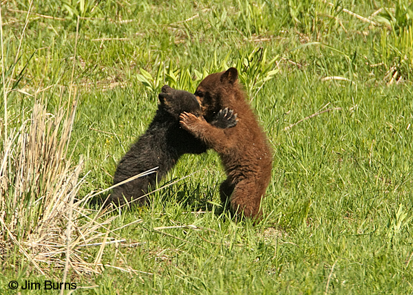 Blackie and Chocolate wrestling