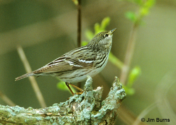 Blackpoll Warbler female