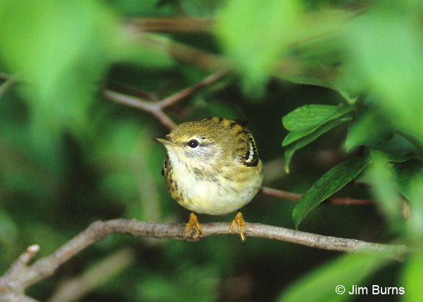 Blackpoll Warbler first spring female