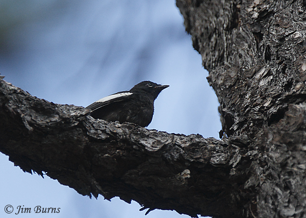 Painted Redstart juvenile, the Blackstart--8779