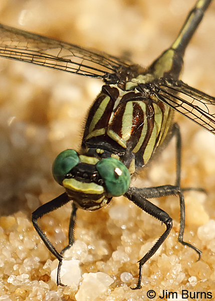 Blackwater Clubtail male face and thorax, Escambia Co., FL, May 2018--9175