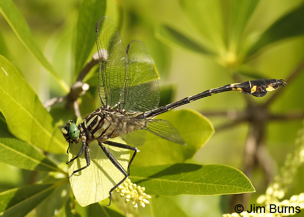 Blackwater Clubtail male in greenery, Escambia Co., FL, May 2018--9378