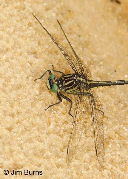 Blackwater Clubtail male top shot, Santa Rosa Co., FL, May 2018--9461