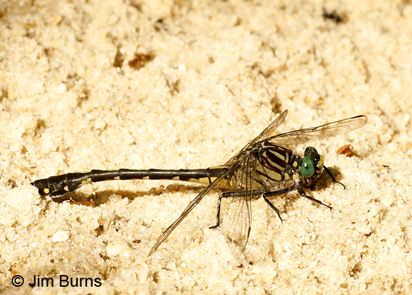 Blackwater Clubtail male on beach, Santa Rosa Co., FL, May 2018--9525