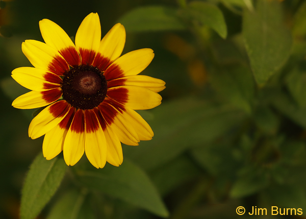 Blanket Flower, Arizona---8925