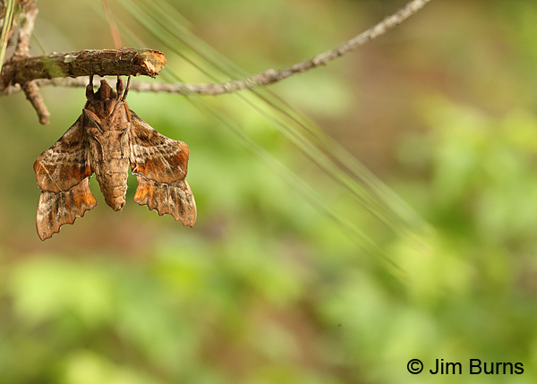 Blinded Sphinx Moth sunrise, Arkansas