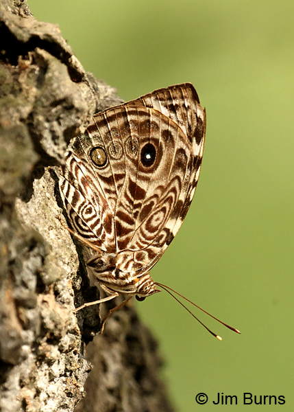 Blomfild's Beauty on tree trunk, Texas