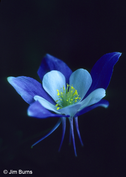 Blue Columbine, Colorado