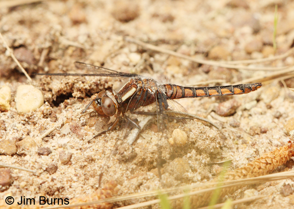 Blue Corporal female, Angelina Co., TX, March 2013