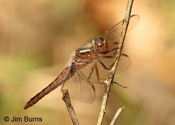 Blue Corporal female, Okeechobee Co, FL, December 2016