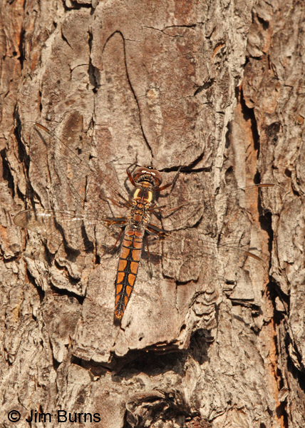 Blue Corporal female on tree, Angelina Co., TX, April 2013