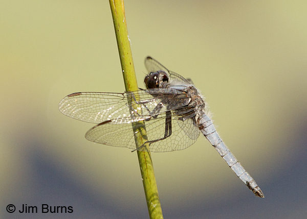 Blue Corporal male, Chesterfield Co., SC, May 2014