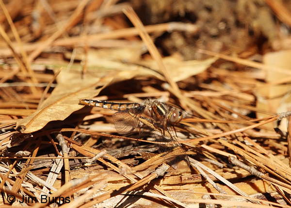 Blue Corporal teneral female, Angelina Co., TX, April 2013