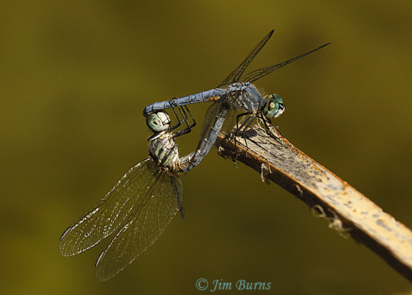 Blue Dasher pair in wheel, Maricopa Co., AZ, May 2019--4008