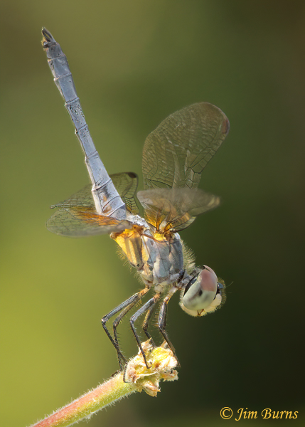 Blue Dasher male, Maricopa Co., AZ, September 2021--2392