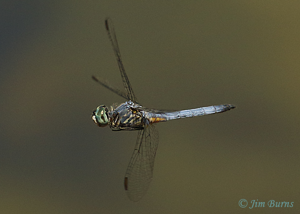 Blue Dasher male in flight, Maricopa Co., AZ, May 2019--3991
