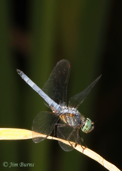 Blue Dasher male, Maricopa Co., AZ, May 2021--4592