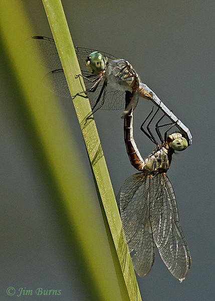 Blue Dasher pair in wheel, Maricopa Co., AZ, August 2019--4986