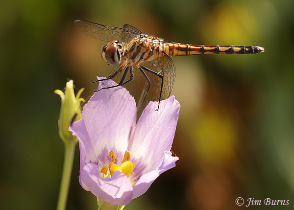 Blue Dasher female on Prairie Gentian, Maripcopa Co., AZ, June 2021--7785