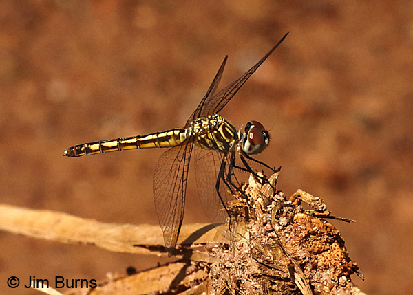 Blue Dasher fresh female, Maricopa Co., AZ, August 2018--8122