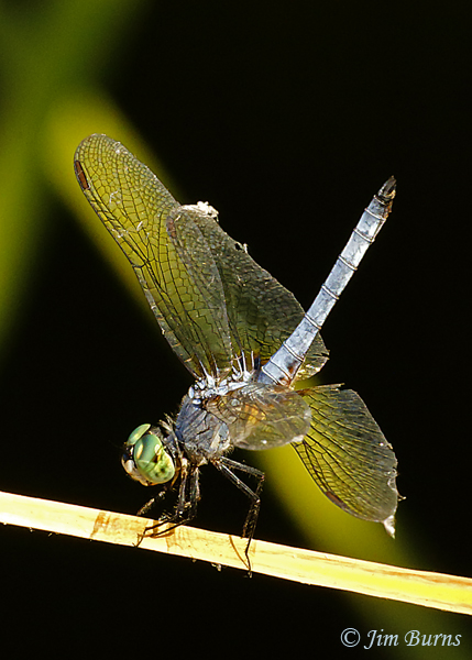Blue Dasher male, Maricopa Co., AZ, October 2020--8139