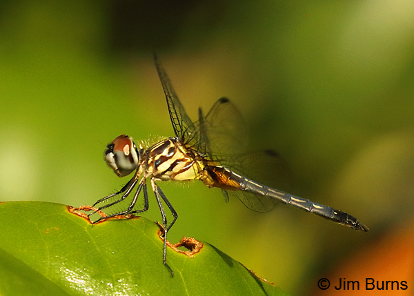 Blue Dasher immature male heavily infested with water mites, Santa Rosa Co., FL, May 2018--9517