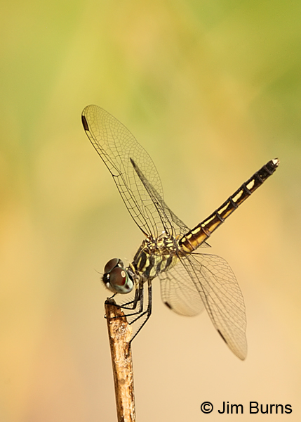 Blue Dasher female, Maricopa Co., August 2013