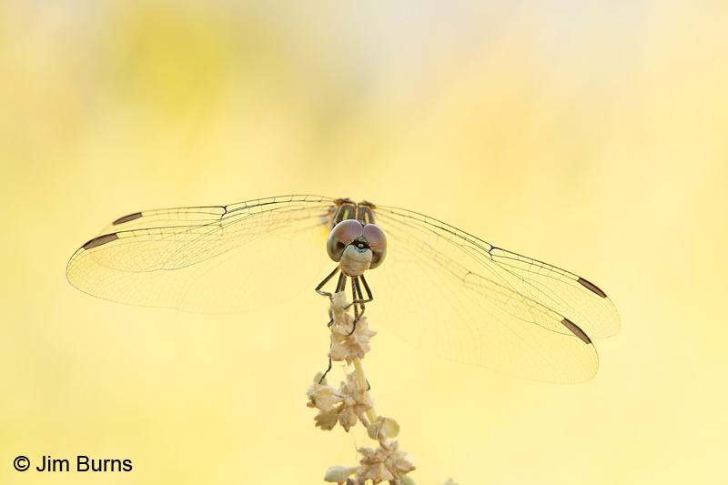 Blue Dasher female #2, Maricopa Co., AZ, August 2011