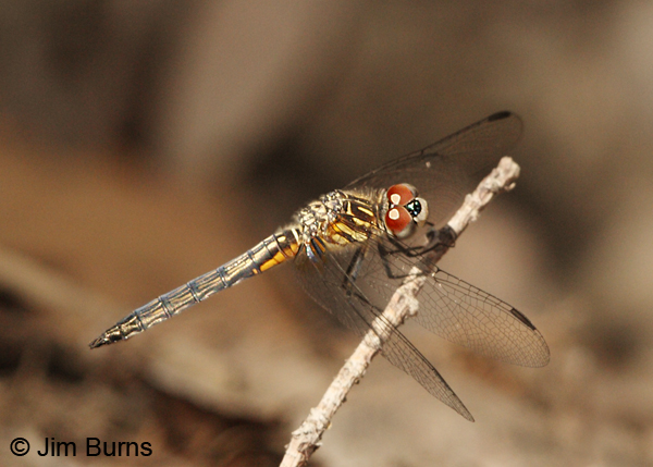 Blue Dasher immature female eastern, Jasper Co., TX, April 2013