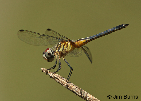 Blue Dasher immature male, Hidalgo Co., TX, October 2014