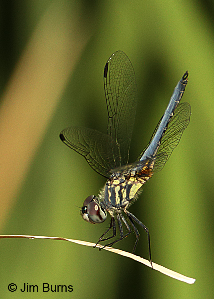 Blue Dasher immature male, Maricopa Co, AZ, October 2015