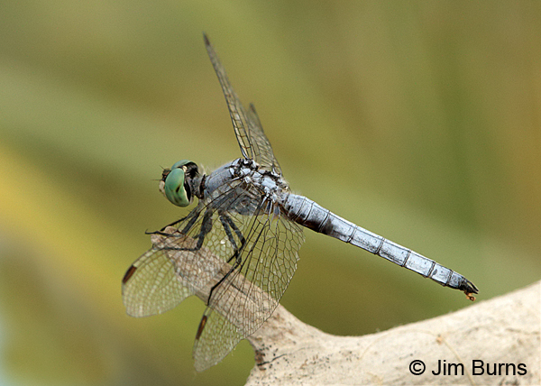 Blue Dasher male, Utah Co., UT, July 2016
