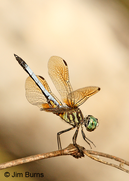 Blue Dasher male eastern, Hidalgo Co., TX, October 2011