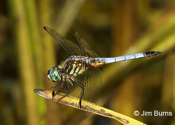Blue Dasher male eastern, Reynolds Co., MO, June 2016