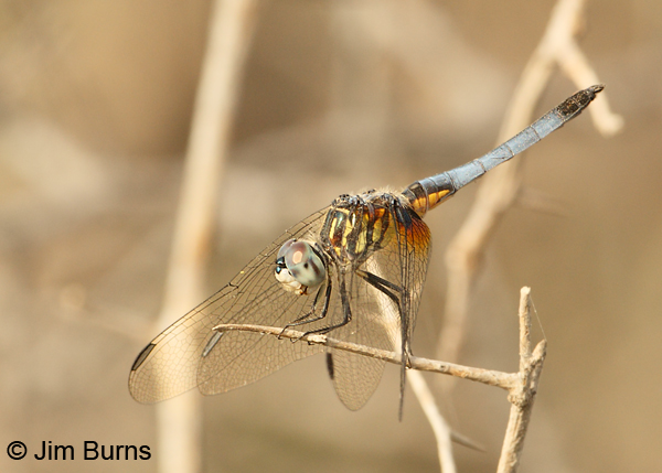 Blue Dasher male eastern, Hidalgo Co., TX, May 2012