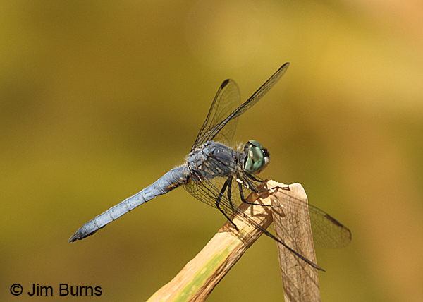 Blue Dasher male western, Maricopa Co., AZ, April 2016