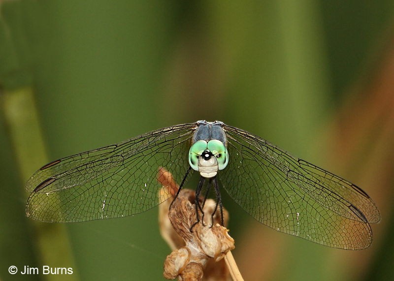 Blue Dasher male western #4, Pinal Co., AZ, August 2011